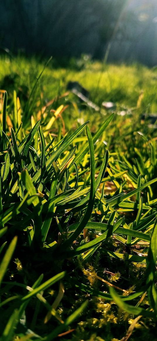 grass, green, nature, sunshine