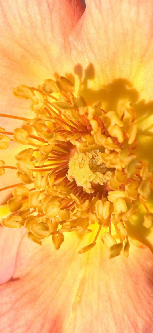 flower, stamens, bright, pink