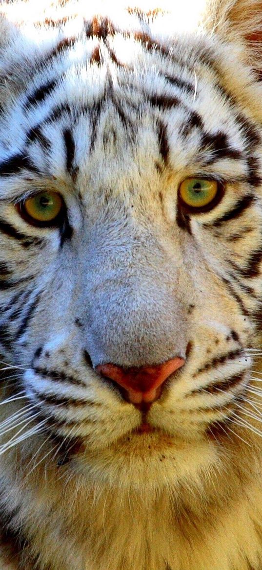 tiger, eyes, face, sad