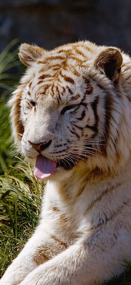 tiger, protruding tongue, grass, lie, predator, big cat