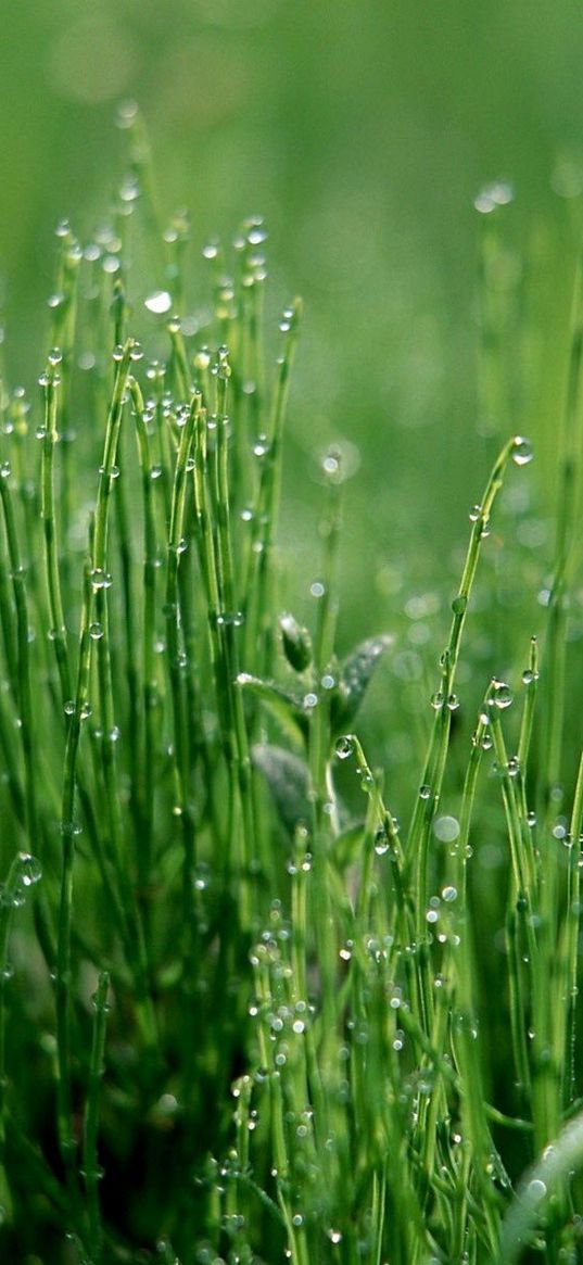 grass, green, light, moist, drops, dew