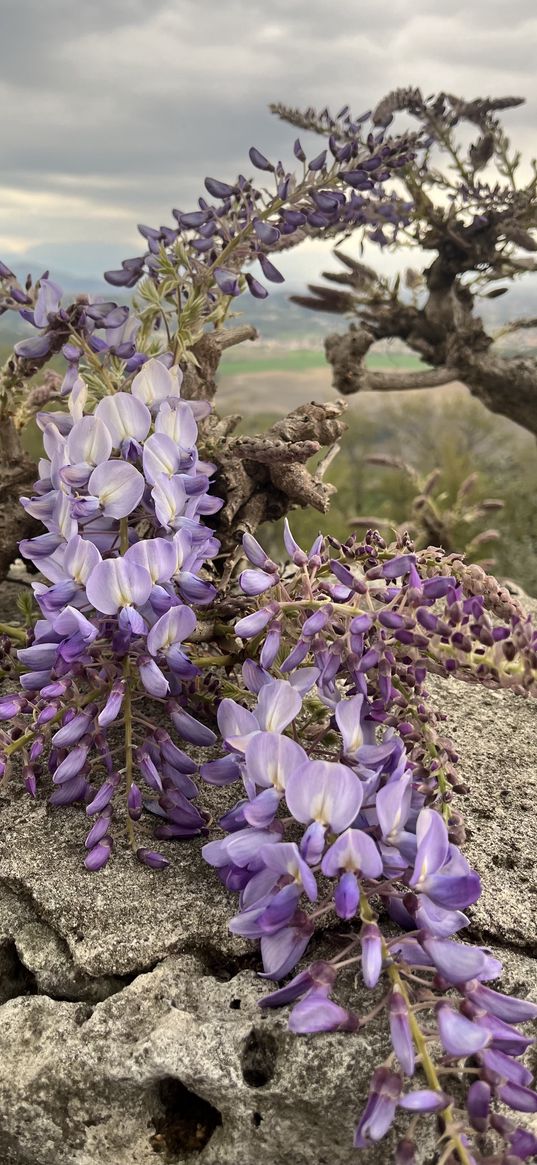 flowers, violet, purple, stone, plant