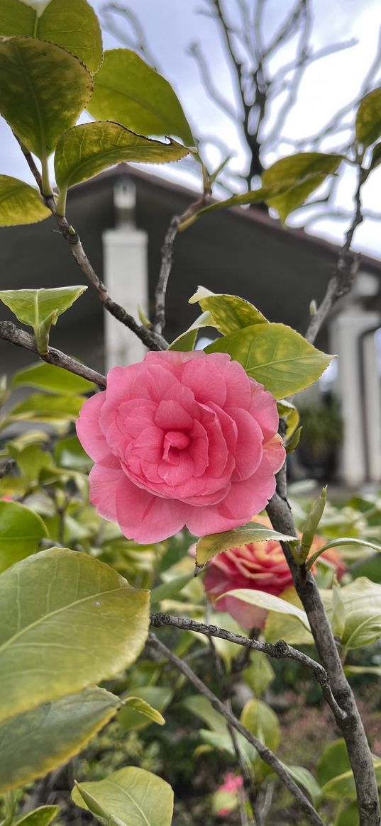 flower, pink, rose, outdoor, garden, plant