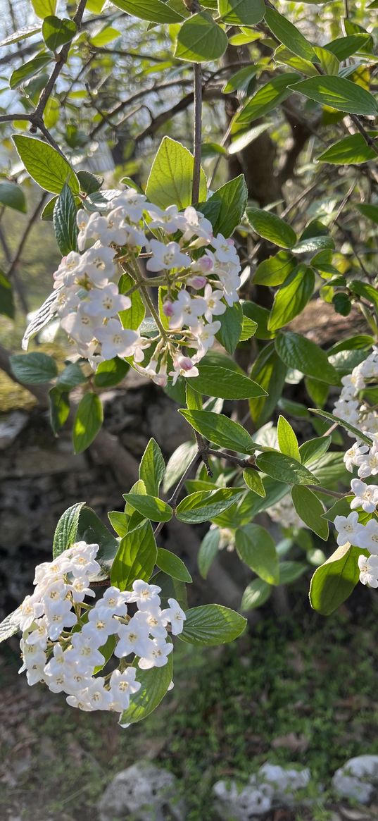 viburnum, white, flowers, green, blossom, garden