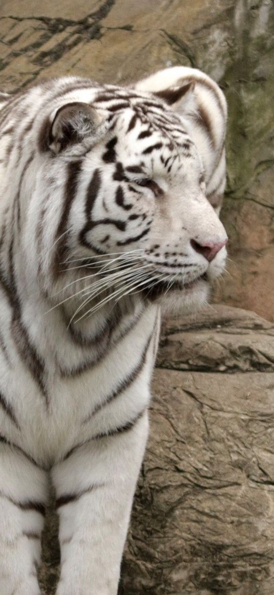 tiger, albino, sit, big cat