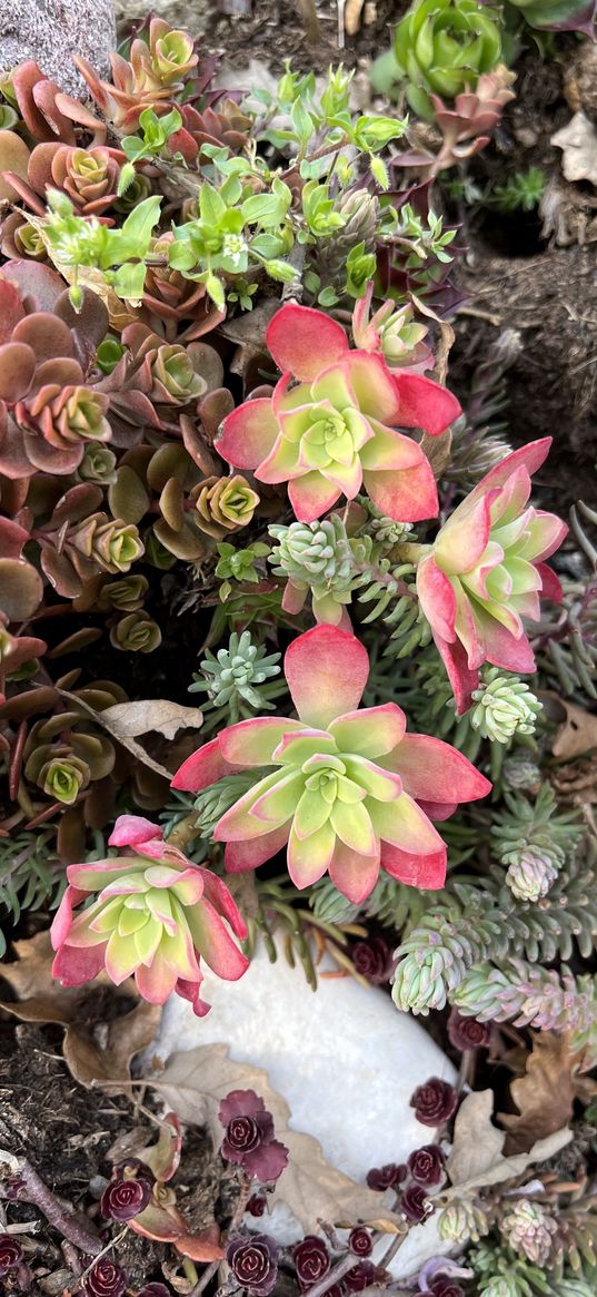 succulents, flowers, plants, garden, green