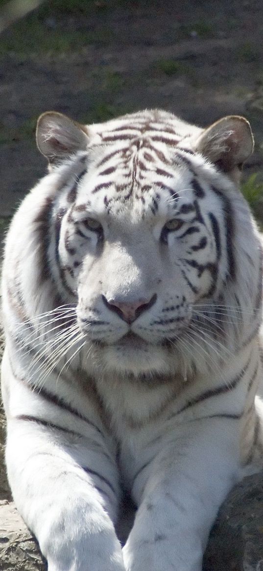 tiger, albino, down, predator