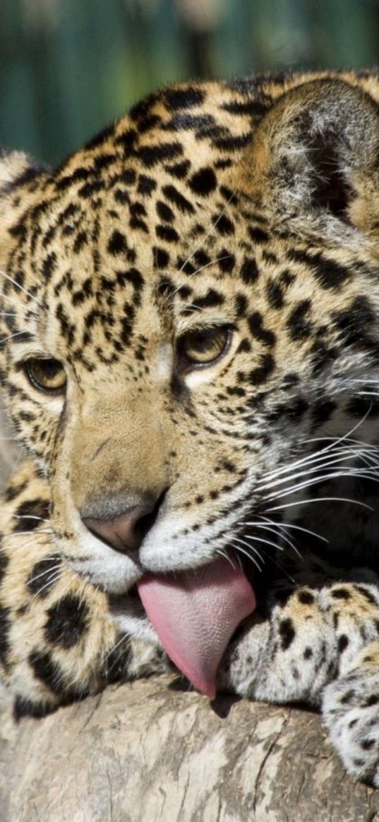 leopard, down, baby, lick