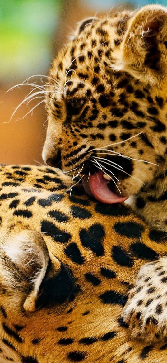 leopard, lick, couple, baby