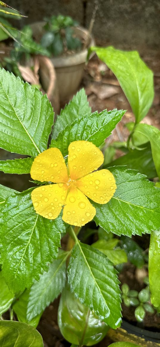 yellow, flower, mini, leaves, dropes