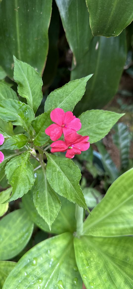 flower, pink, plant, mini