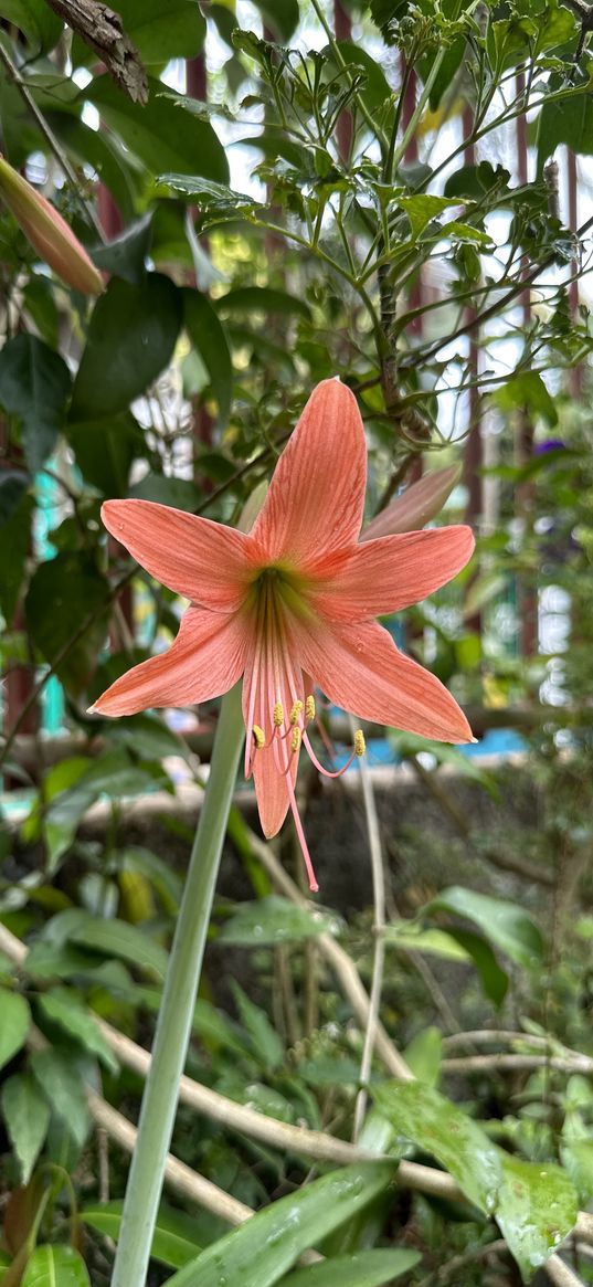 peach, flower, nature, hippeastrum