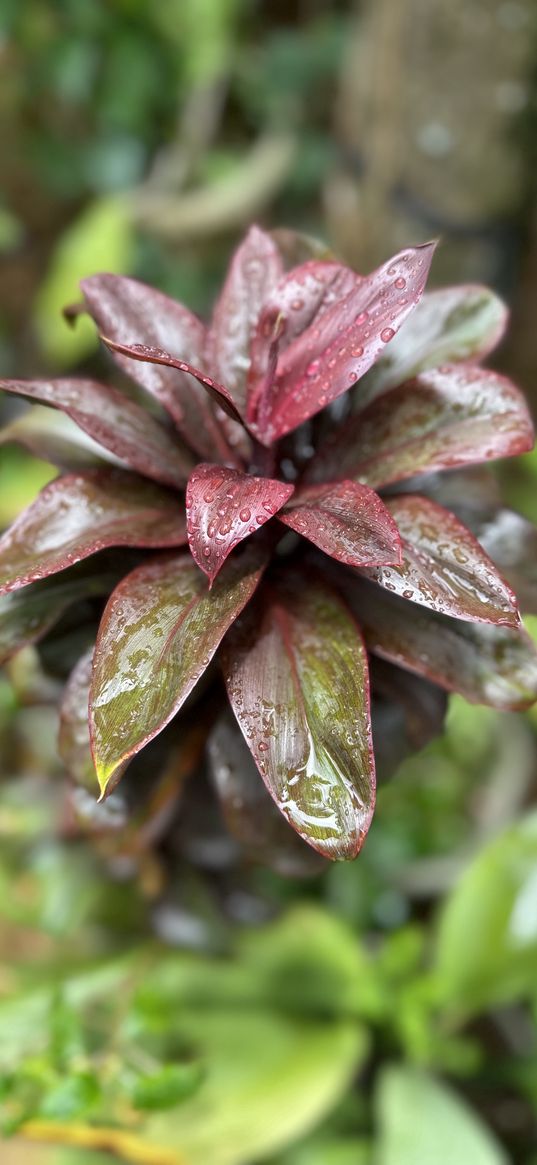 cordillina, plant, greenery, nature, raindrops