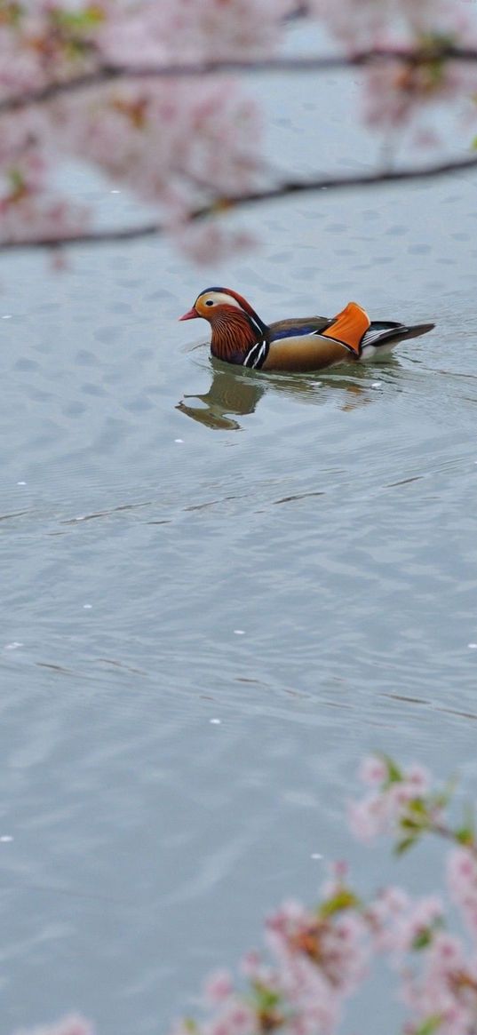 mandarin duck, swim, water, trees, flowers