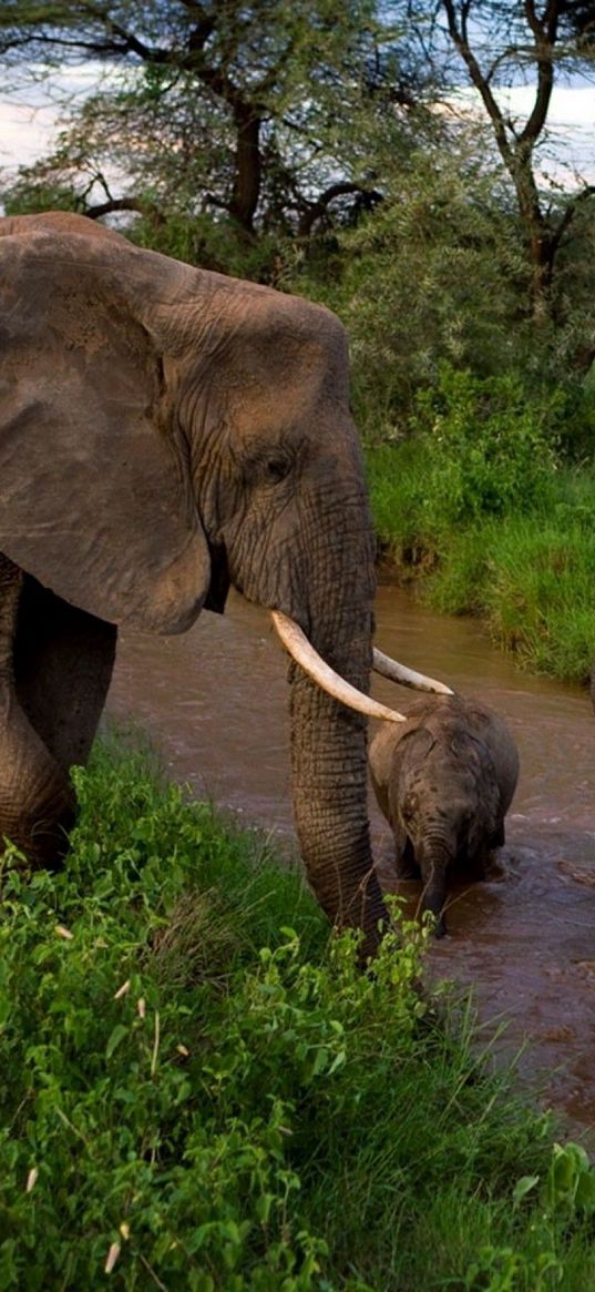 elephants, young, mother, caring, mud, bathing