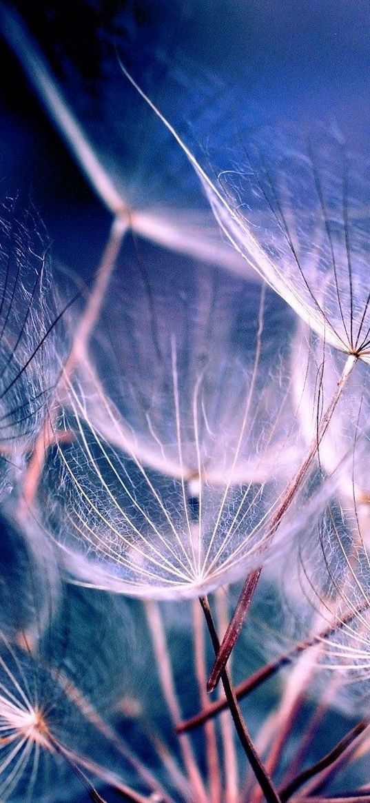 dandelion, fluff, seeds, white, air