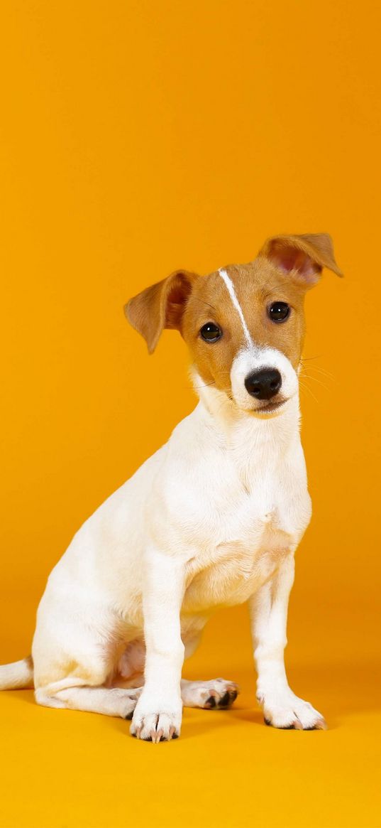 jack russell, dog, orange background