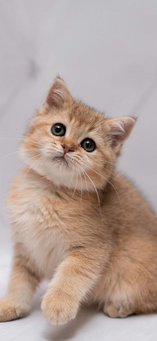 kitten, cat, animal, beige, white background