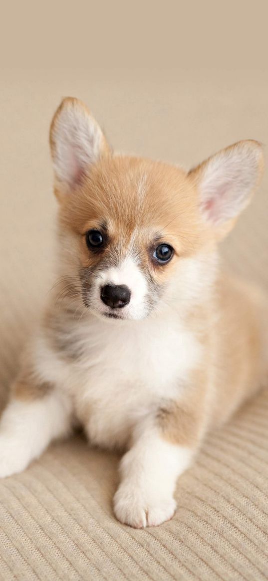 welsh corgi, puppy, dog, beige, white