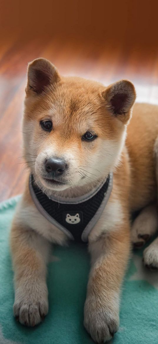 shiba inu, puppy, dog, animal