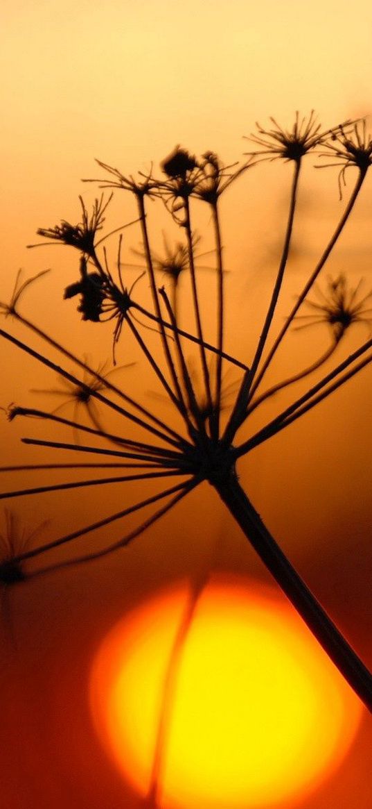 plant, dried, light, sunset, bright, shadow