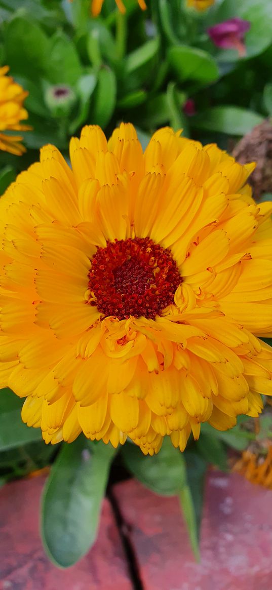 calendula, flower, orange, nature