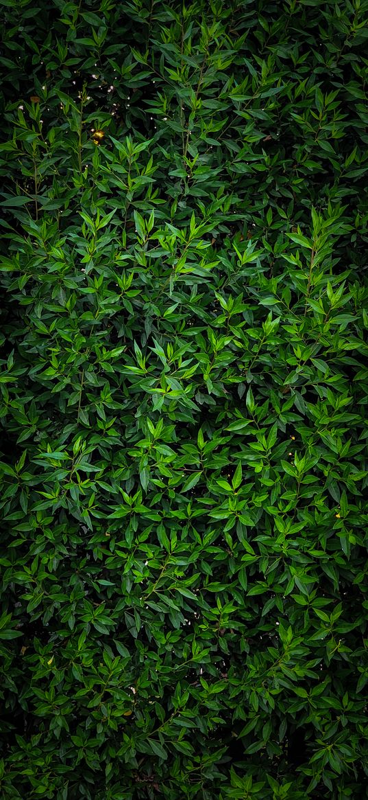 plant, bush, leaves, green