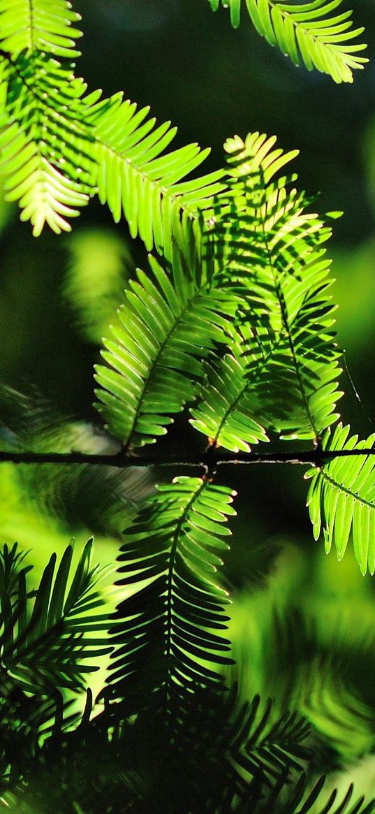 leaves, twigs, needles, shadow