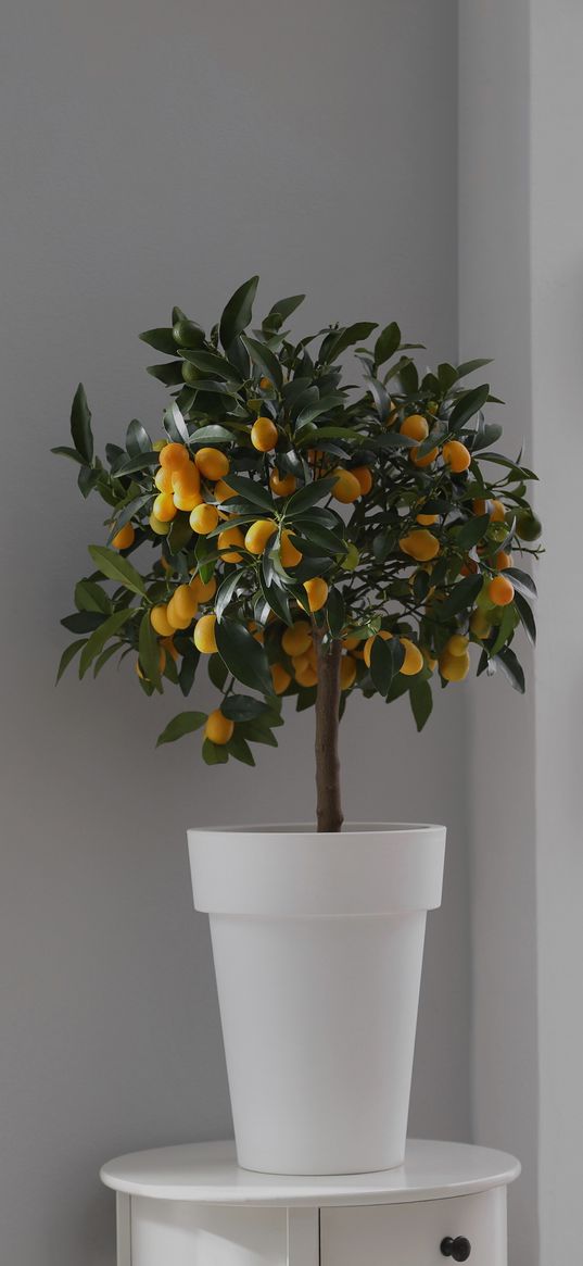 tree, lemons, flowerpot, white, aesthetics