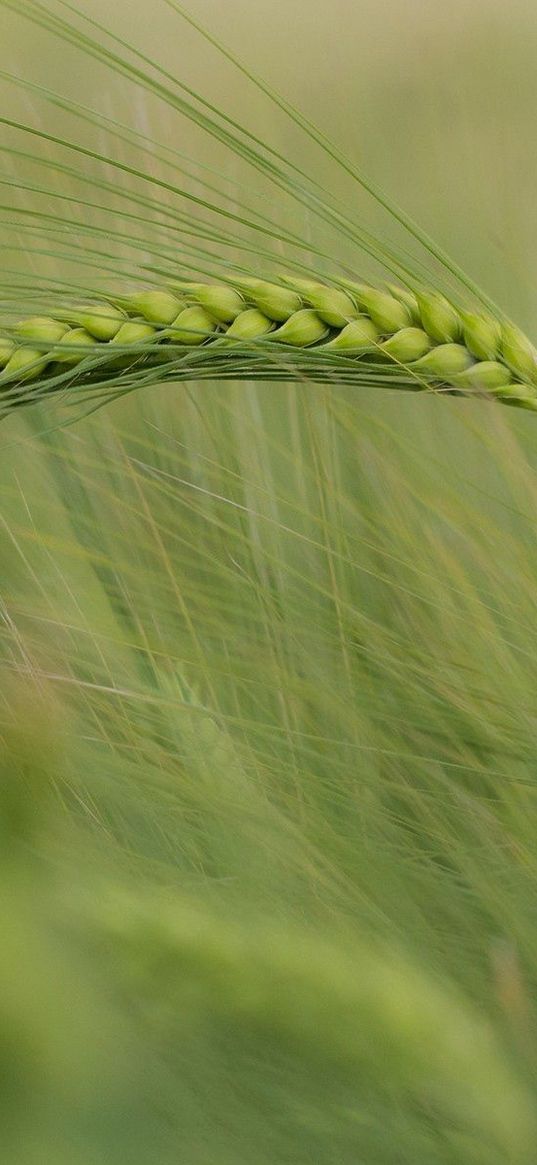 ear, corn, grass, wind