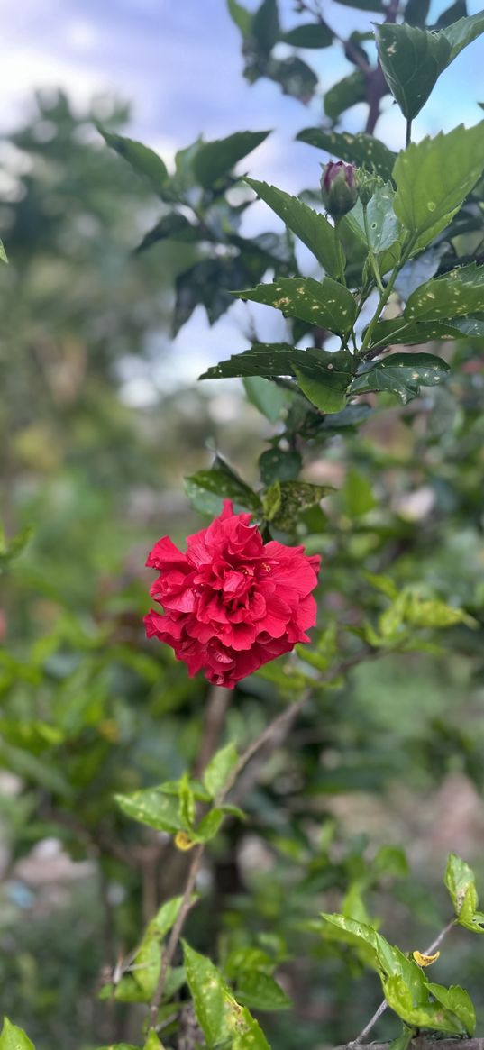 red, hibiscus, flower, chinese rose