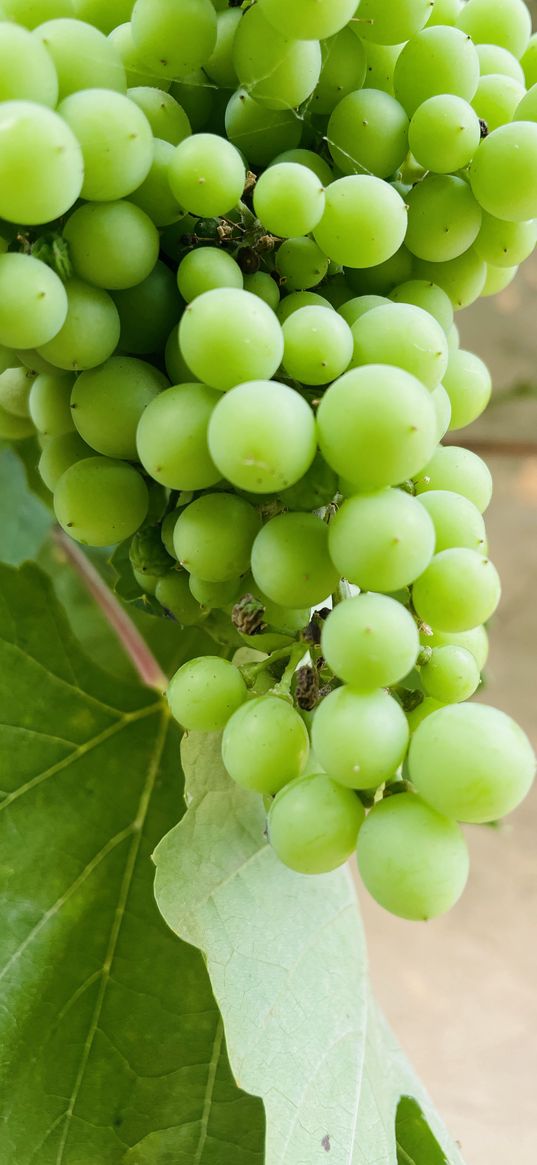 grapes, vine, green, fruit