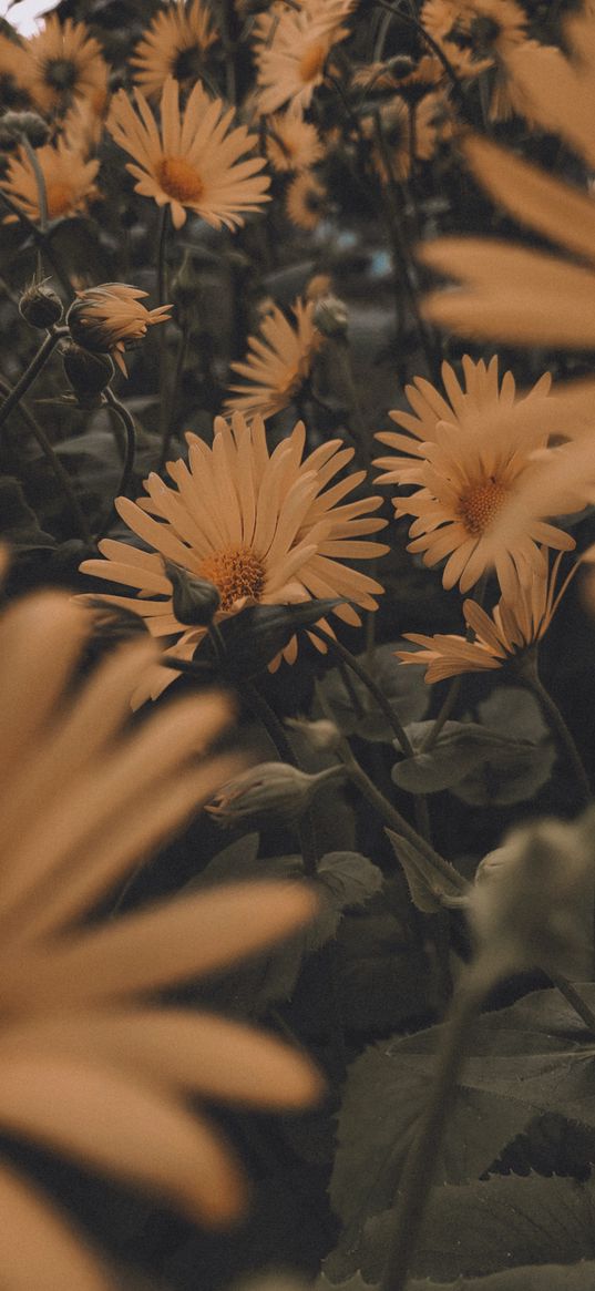 daisies, flowers, summer, plants, nature, aesthetics