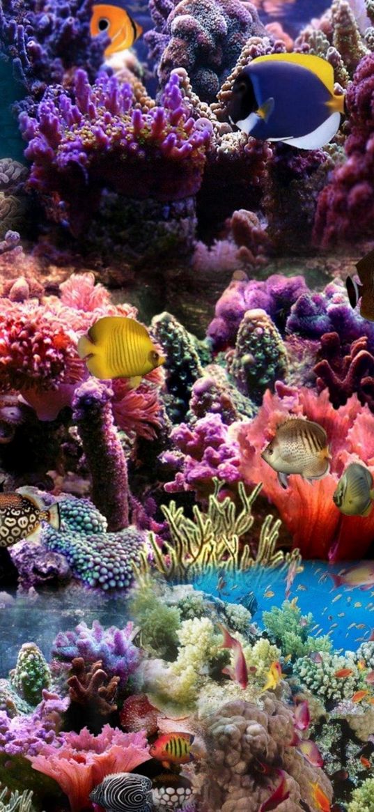 reef, coral, fish