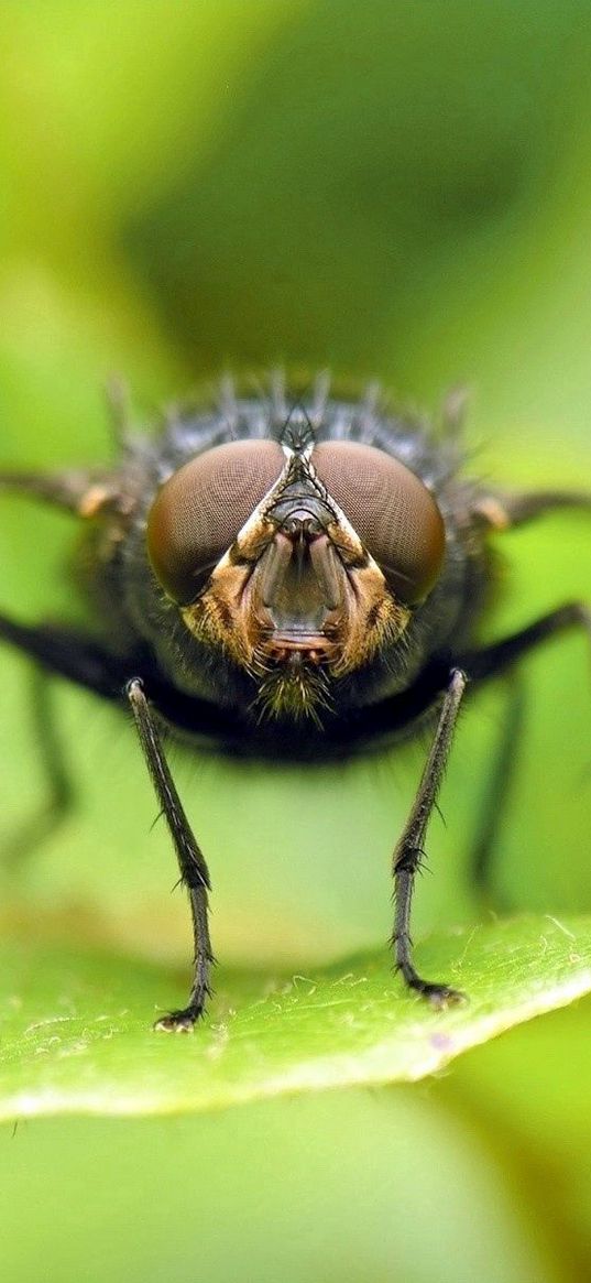 fly, insect, leaf, sitting