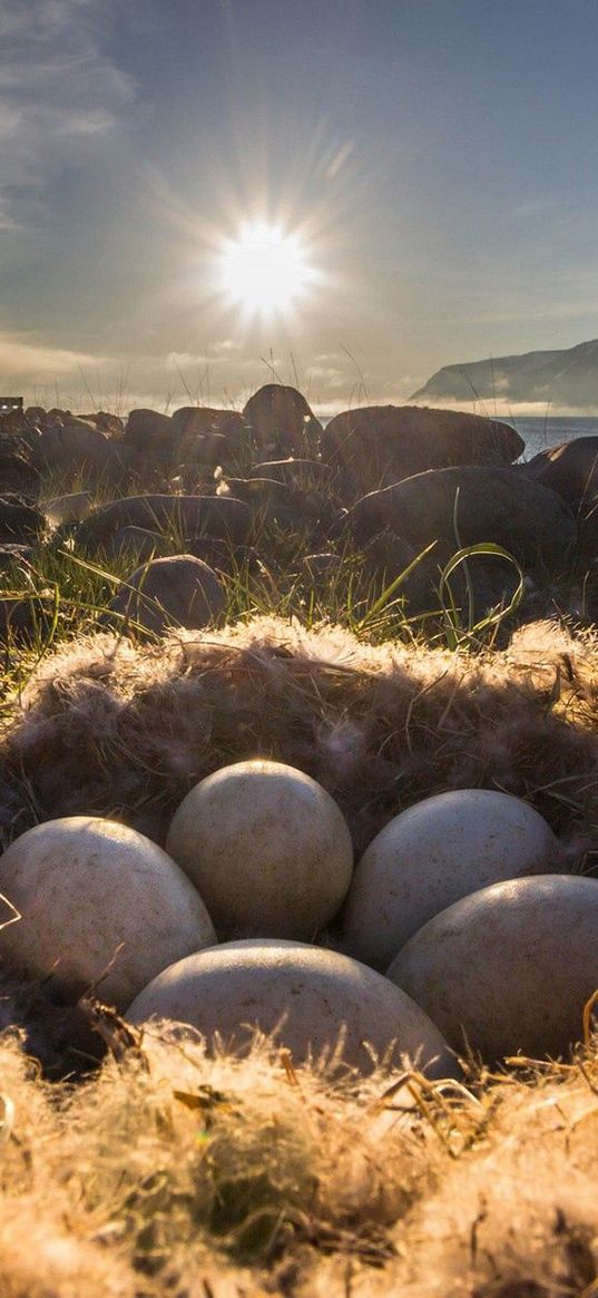 nest, eggs, light, grass