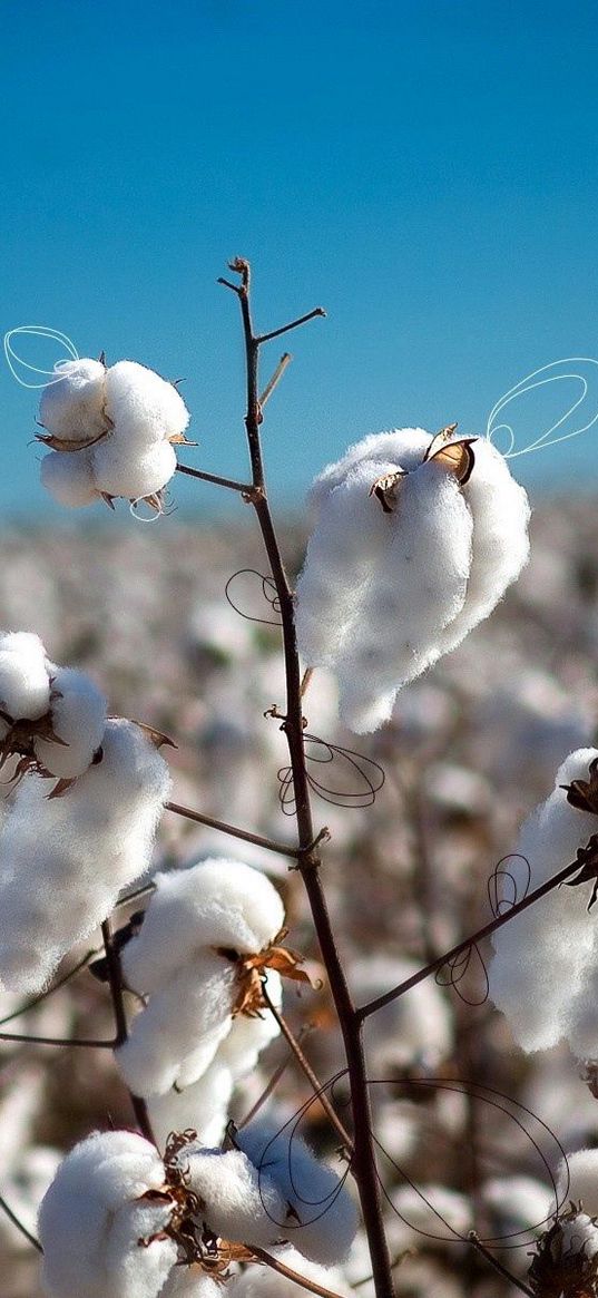 cotton, field, plant, white, blue, sky