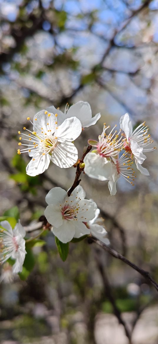 spring, flowers, apple tree, white