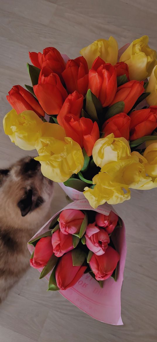 flowers, holiday, cat, animals, tulips