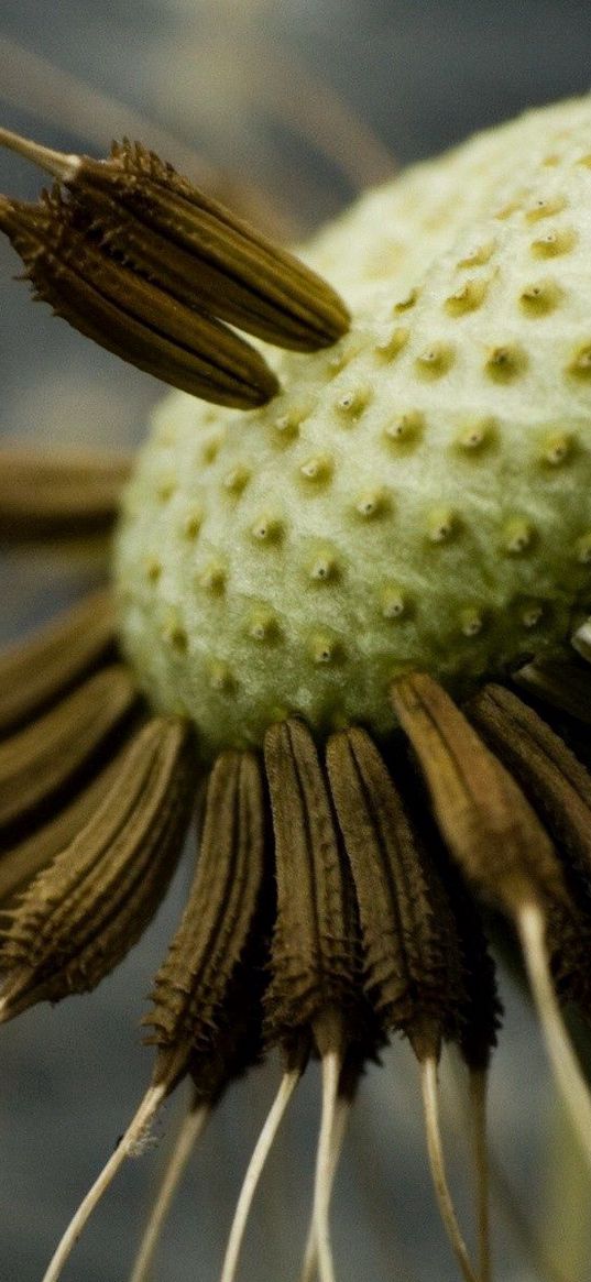 dandelion, black, white, seeds, fallen