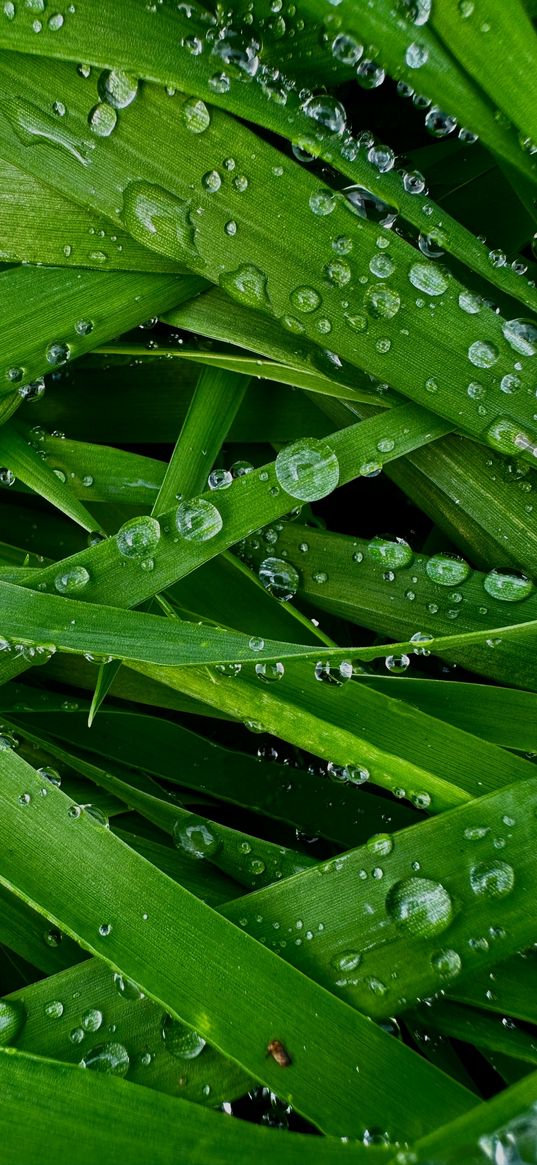 greens, leaves, water, drops, rain, nature