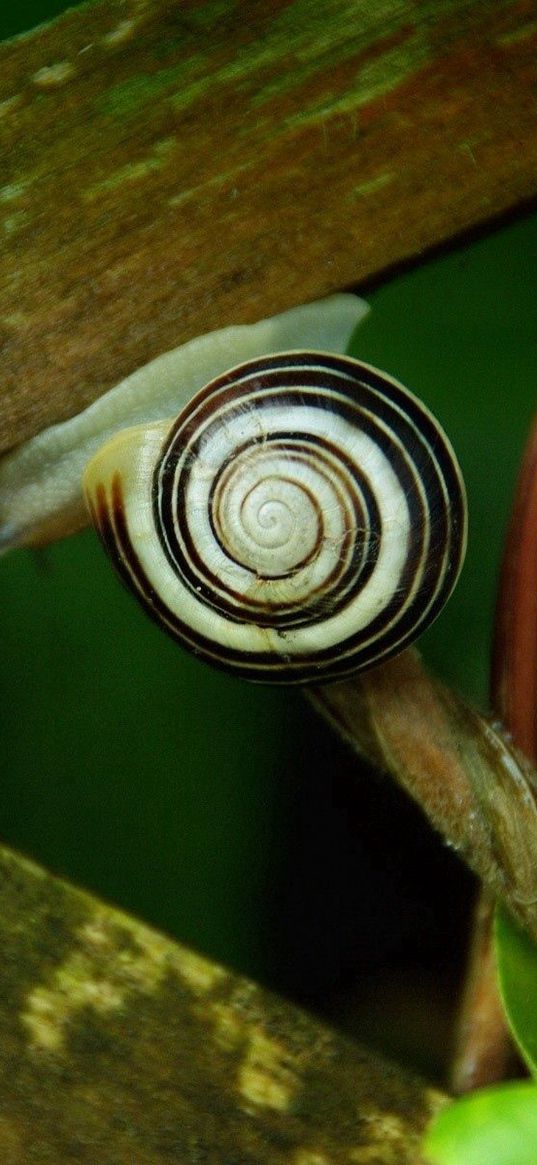 snail, wooden, boards, crawl, damp