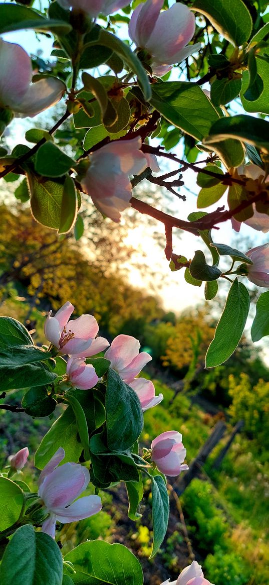 flowers, spring, sun, plant, nature