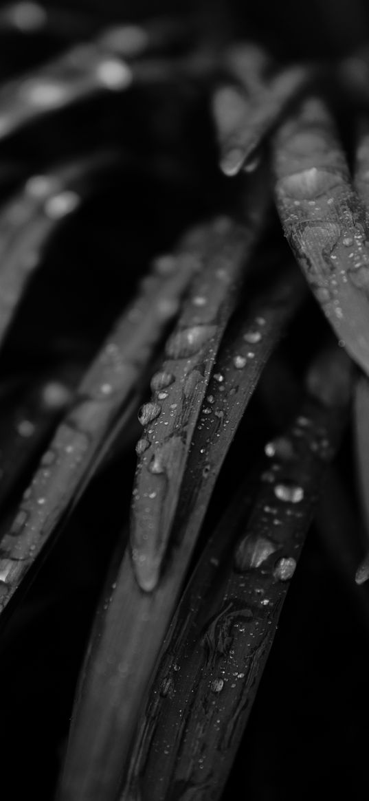 grass, drops, rain, black and white, macro