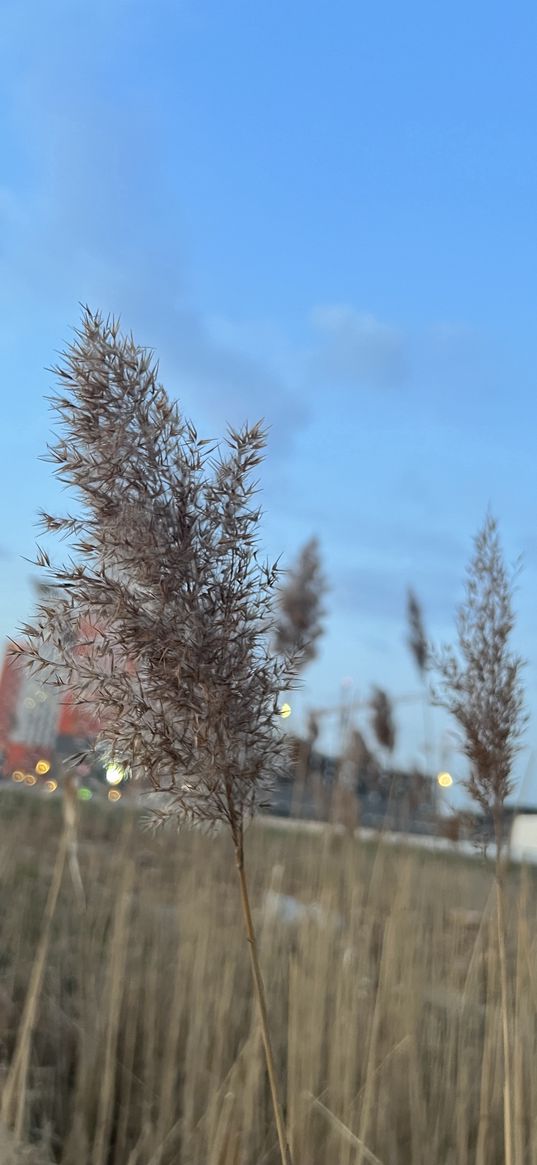 cereals, plant, autumn, landscape