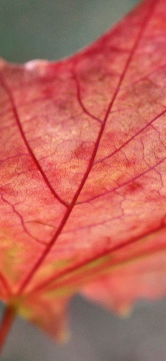 leaf, maple, red, fallen, autumn