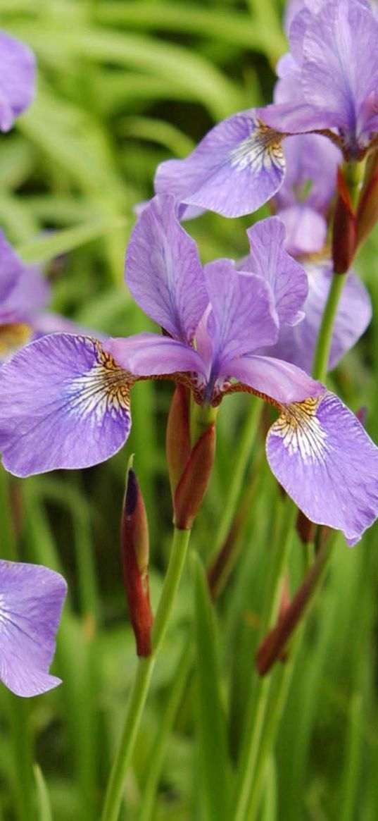 iris, flowers, leaves, petals, buds