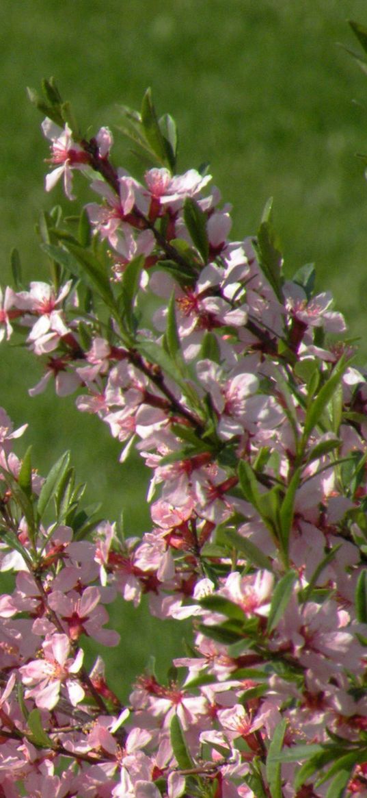 branch, flowers, leaves, blossoms