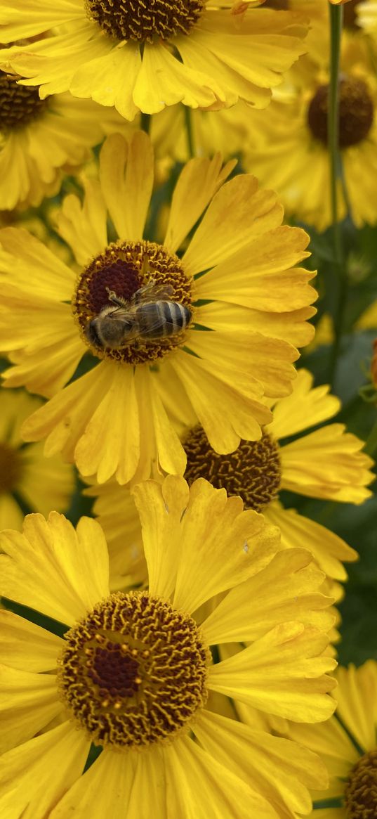 bee, insects, flowers, yellow, nature