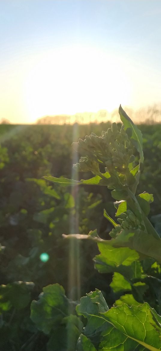 sunset, sky, sun, nature, rapeseed